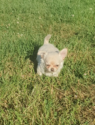 Les chiots de Chihuahua