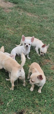Les chiots de Chihuahua