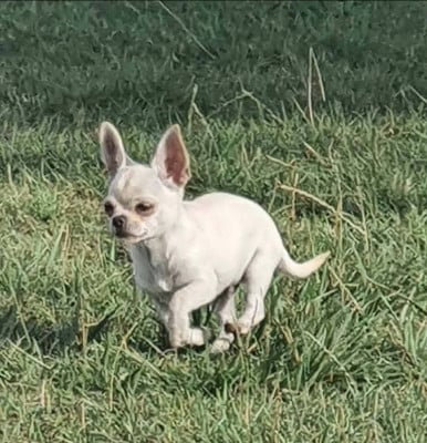 Les chiots de Chihuahua