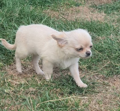 Les chiots de Chihuahua