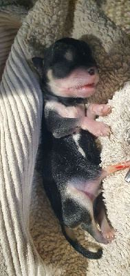 Les chiots de Chihuahua