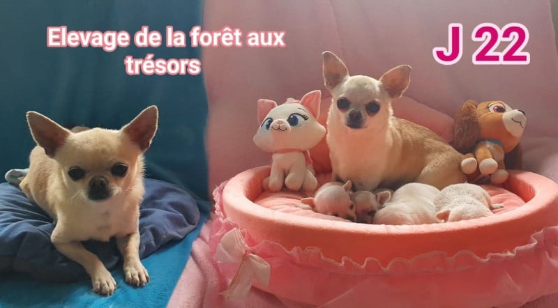 Chihuahua - De La Foret Aux Tresors