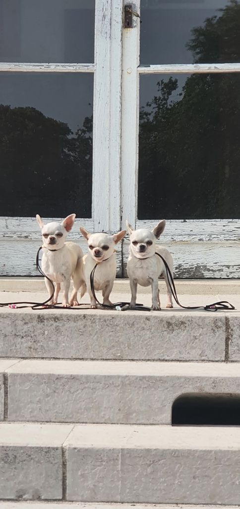 Umber De La Foret Aux Tresors - TRES BON