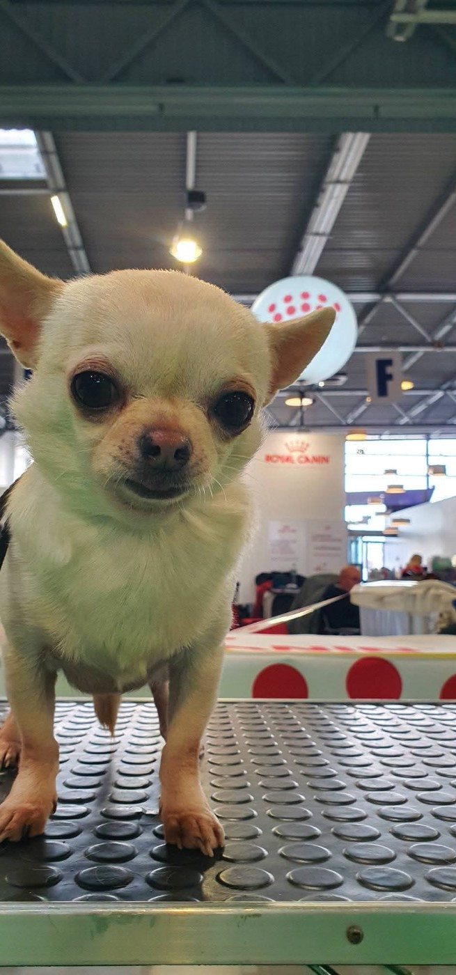 Umber De La Foret Aux Tresors - 4e excellent