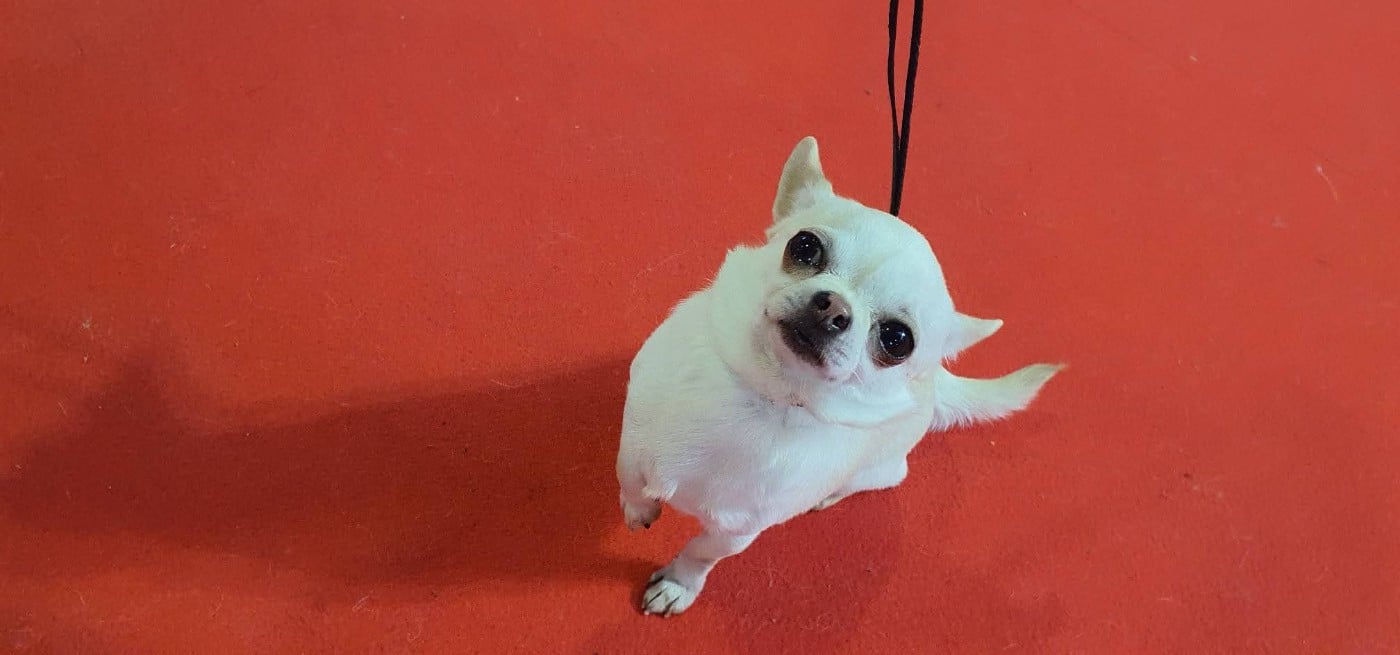 Umber De La Foret Aux Tresors - 4e excellent