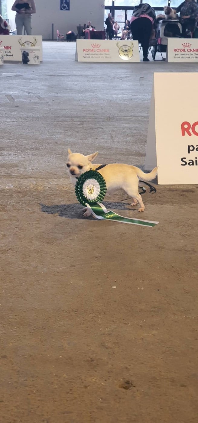 Umber De La Foret Aux Tresors - 3ème excellent