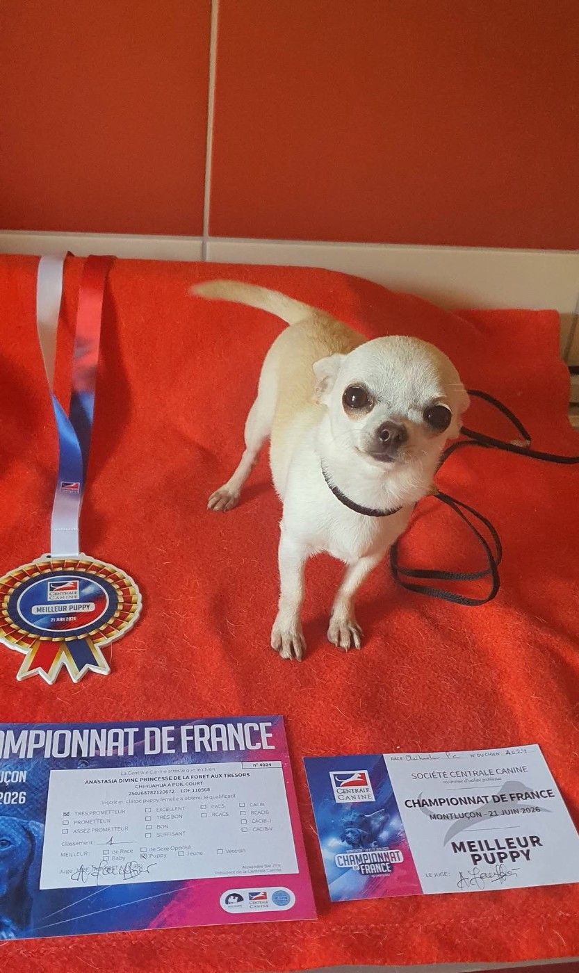Anastasia divine princesse De La Foret Aux Tresors - 1er très prometteur -meilleur Puppy