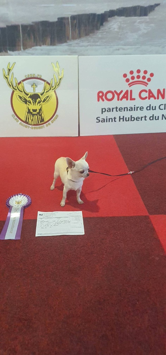Anastasia divine princesse De La Foret Aux Tresors - 1er très prometteur
