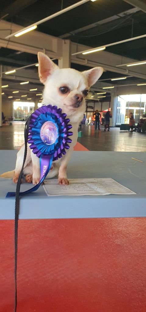 Umber De La Foret Aux Tresors - 3ème excellent