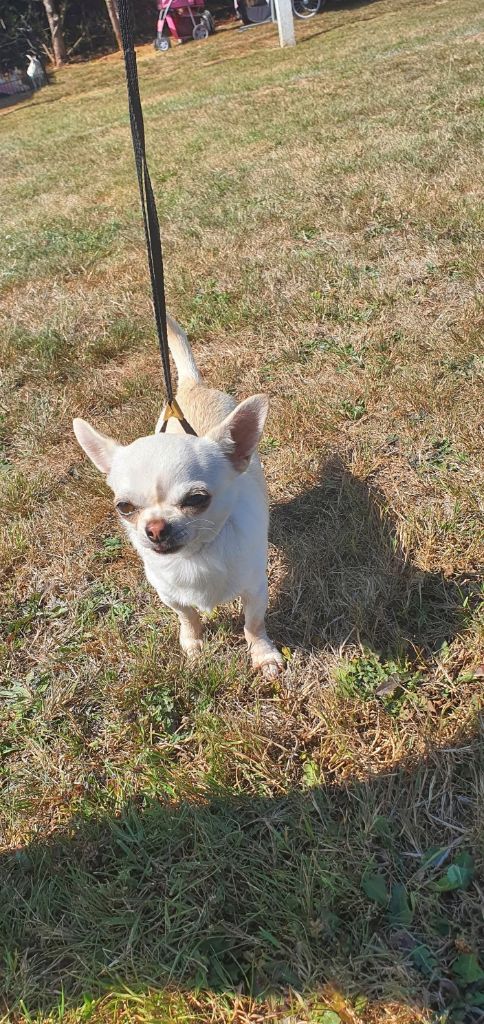 Umber De La Foret Aux Tresors - 3ème excellent