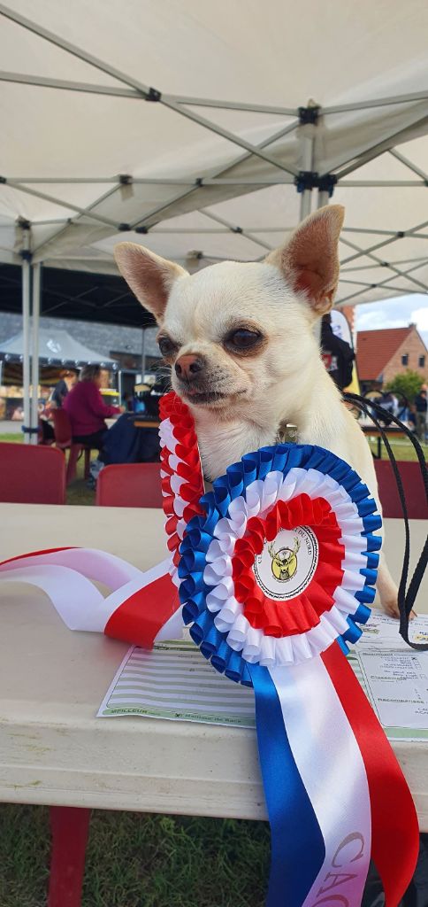 Umber De La Foret Aux Tresors - 1 er excellent CACS meilleur de race
