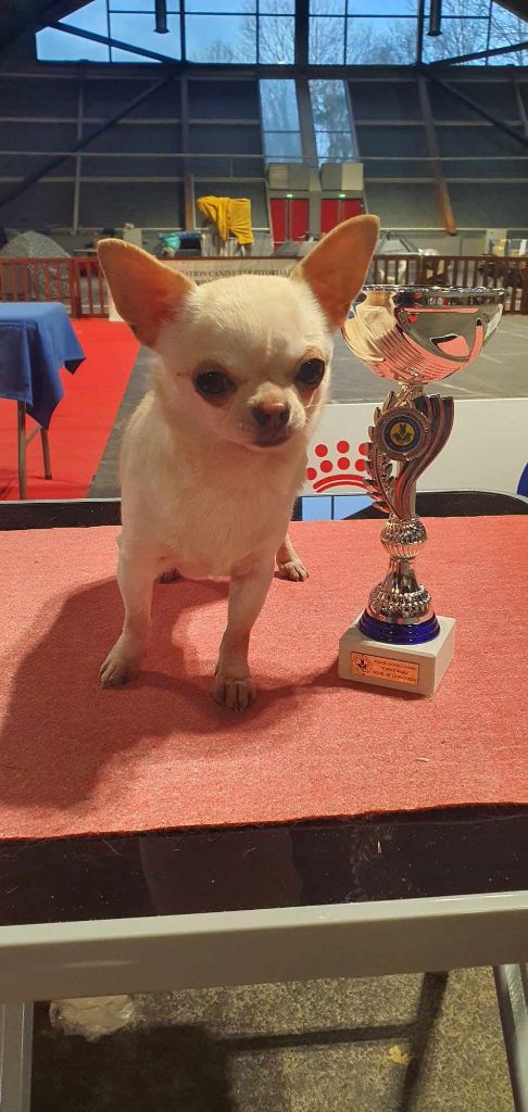 Umber De La Foret Aux Tresors - 1 er excellent