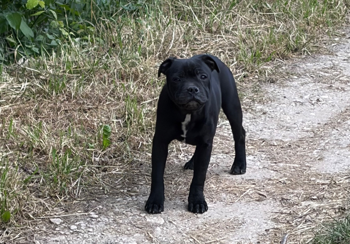 Athena - Staffordshire Bull Terrier