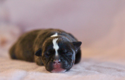 Les chiots de Staffordshire Bull Terrier