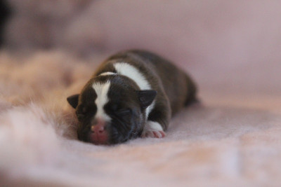 Les chiots de Staffordshire Bull Terrier