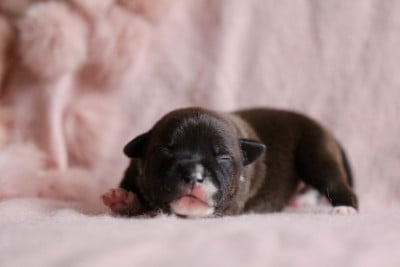 Les chiots de Staffordshire Bull Terrier