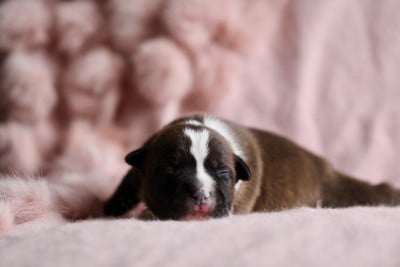 Les chiots de Staffordshire Bull Terrier
