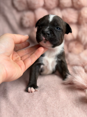 Les chiots de Staffordshire Bull Terrier