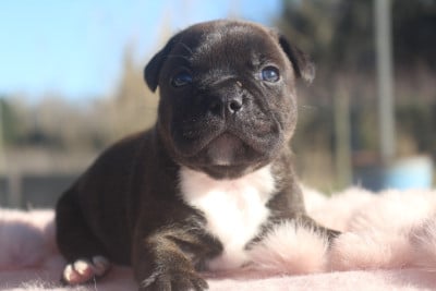 Les chiots de Staffordshire Bull Terrier