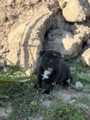 Booba - Staffordshire Bull Terrier