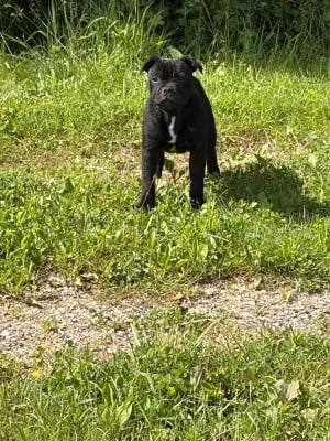 Les chiots de Staffordshire Bull Terrier
