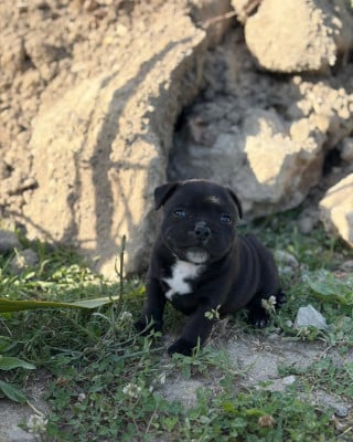 Les chiots de Staffordshire Bull Terrier