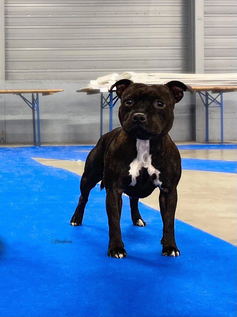 Honeyblood Rusty rule the world - 1ère - EXC en classe jeune femelle