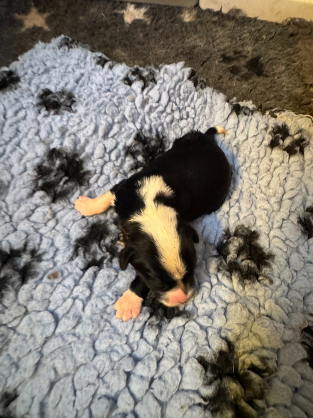 chiot 1 - Terrier Tibetain