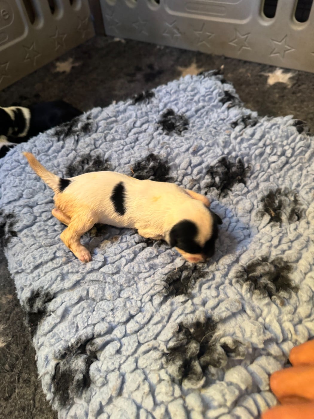 chiot 5 - Terrier Tibetain