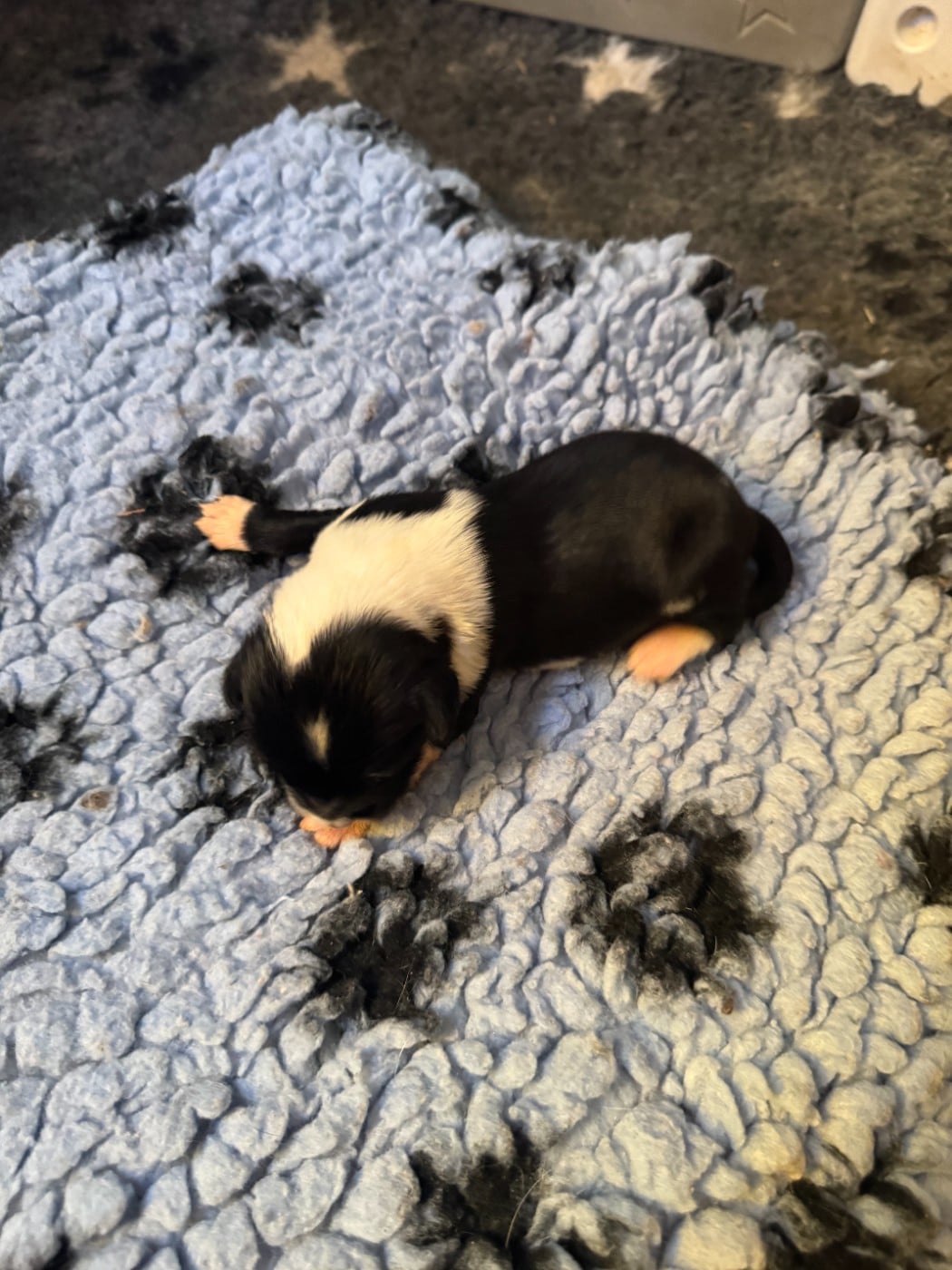 chiot 6 - Terrier Tibetain