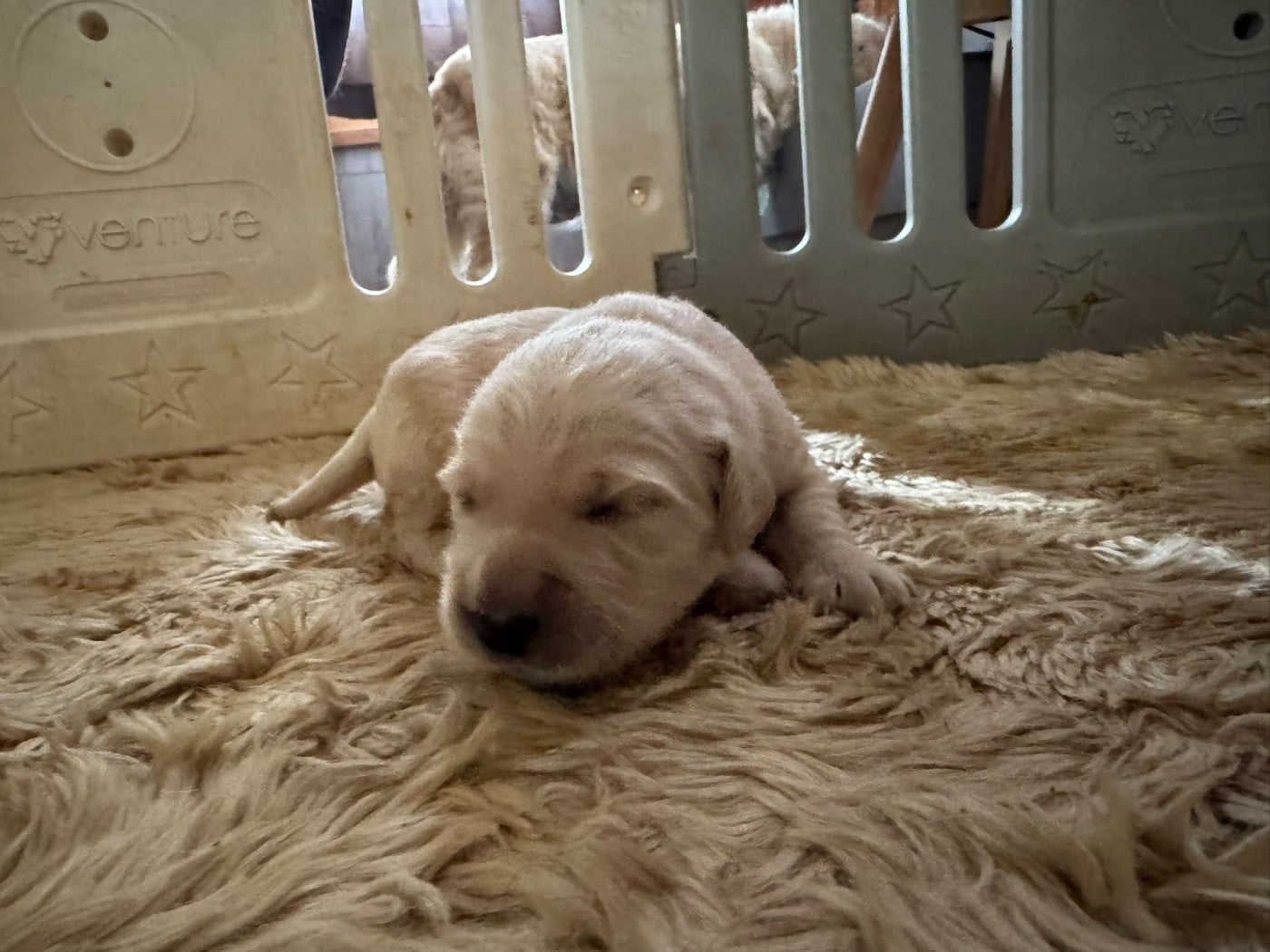Chiot N°5 (femelle)