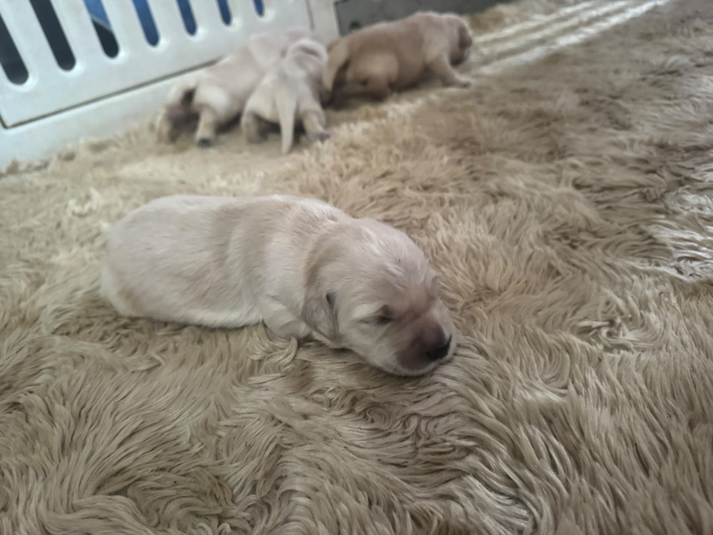 Chiot N°5 (femelle)