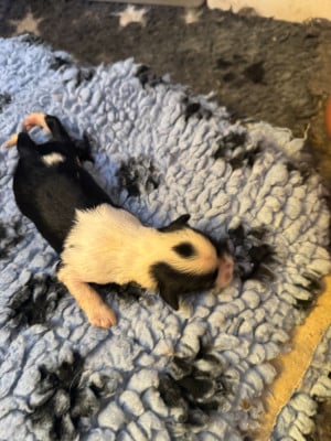 Les chiots de Terrier Tibetain