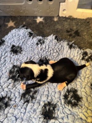 Les chiots de Terrier Tibetain