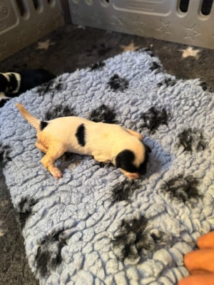 Les chiots de Terrier Tibetain