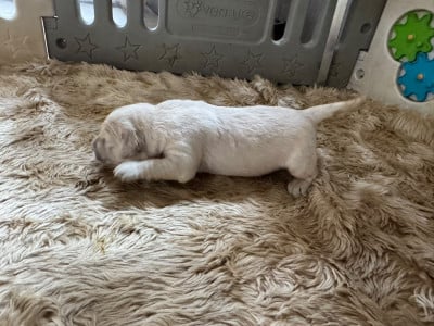 Chiot N°2 (male blanc) - Golden Retriever
