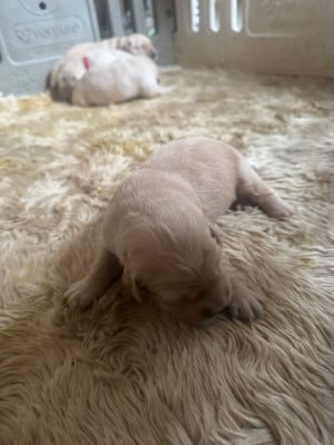 Chiot N°4 (roux) - Golden Retriever