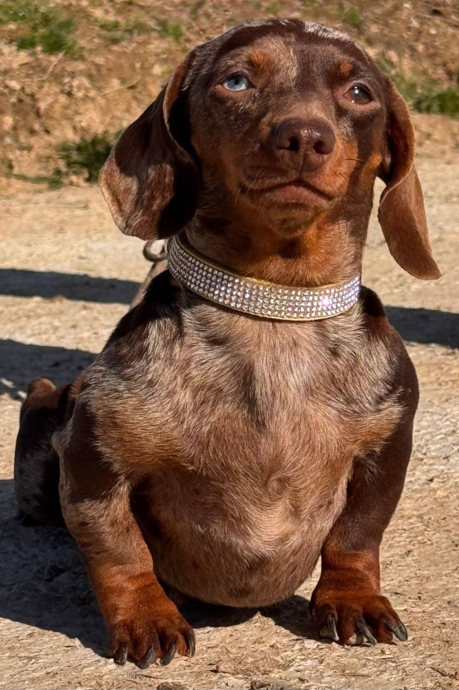 Publication : Du Brionnais Doré