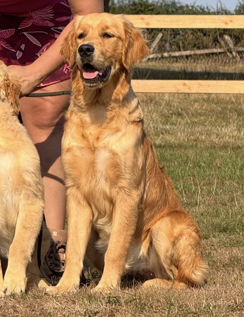 Amour toujours Du Brionnais Doré