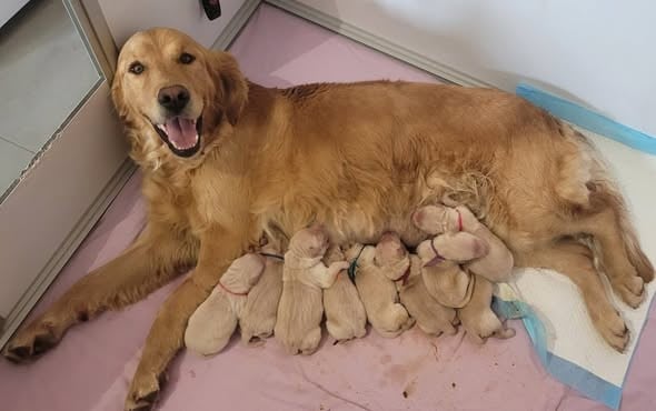 CHIOT 6 - Golden Retriever