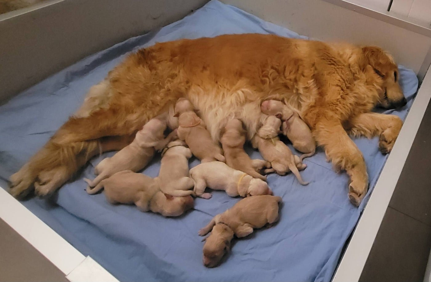 CHIOT 1 - Golden Retriever