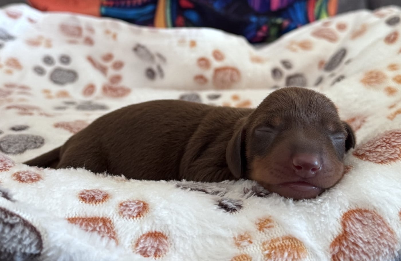 CHIOT 4 - Teckel poil ras