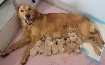 Les chiots de Golden Retriever