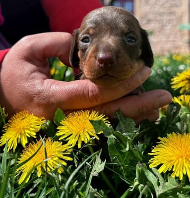 Les chiots de Teckel poil ras