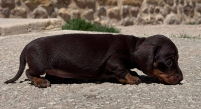 Les chiots de Teckel poil ras