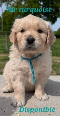 Les chiots de Golden Retriever