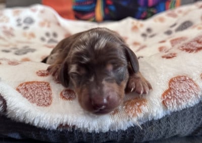 Les chiots de Teckel poil ras