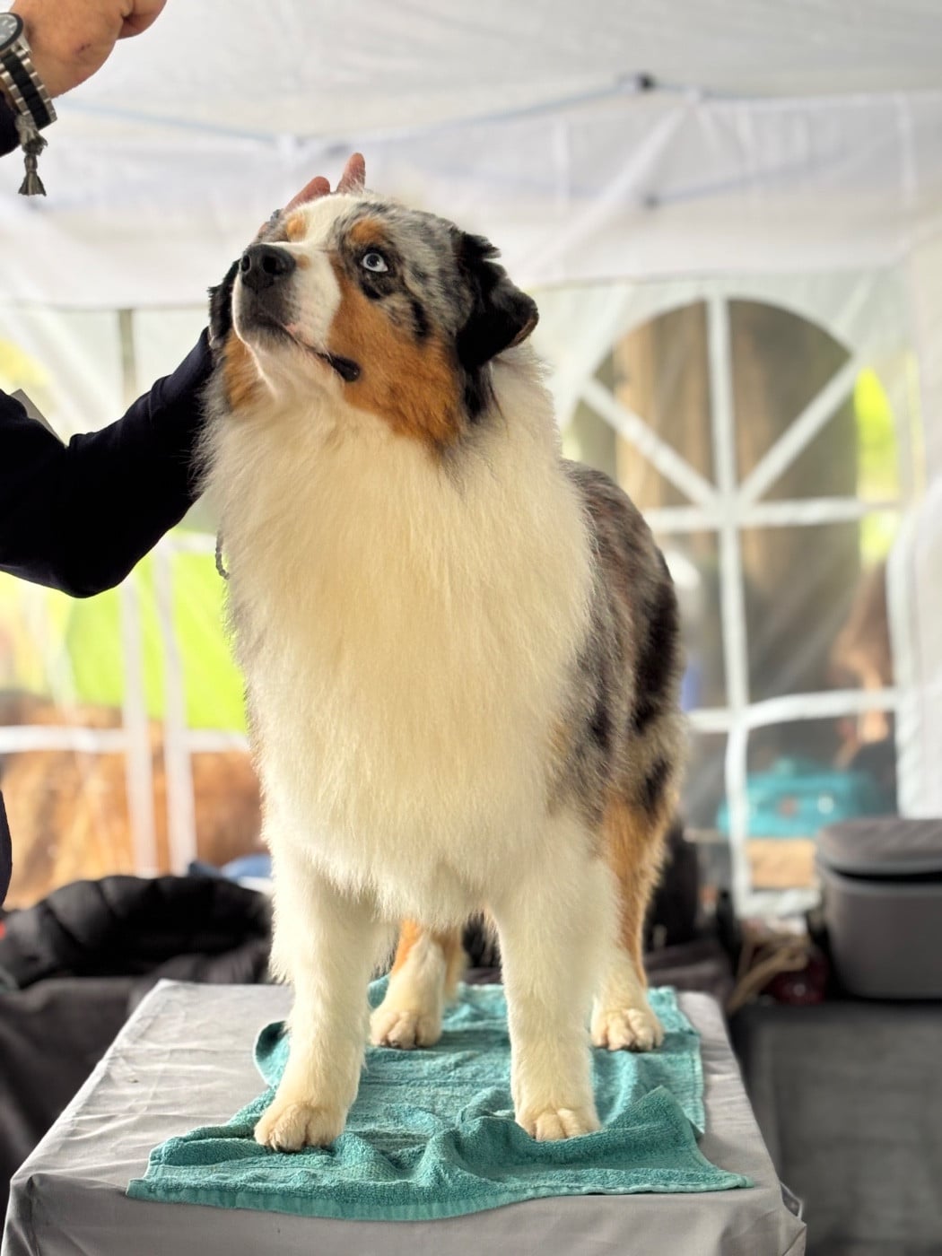 U're beautiful du Duncallipsy