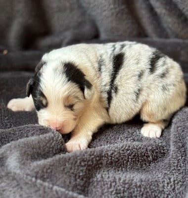 Les chiots de Berger Australien