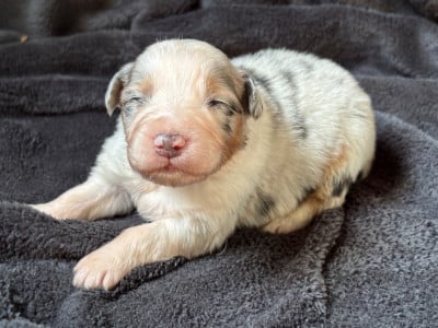 Les chiots de Berger Australien